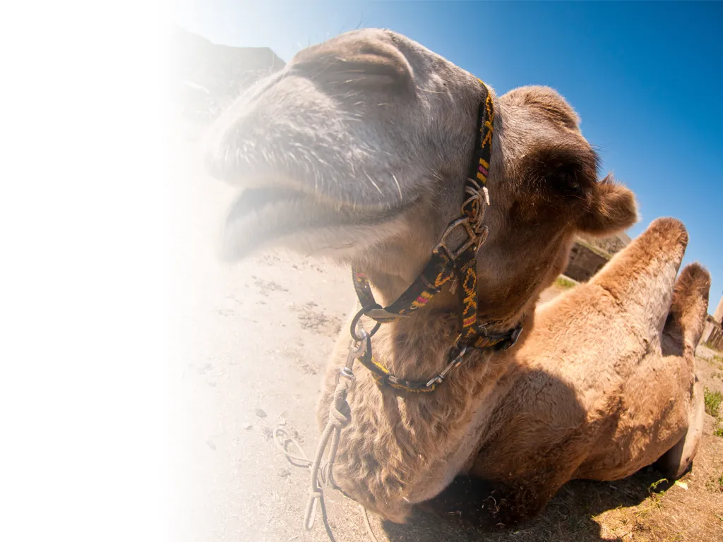 Cómo guardar el agua los camellos