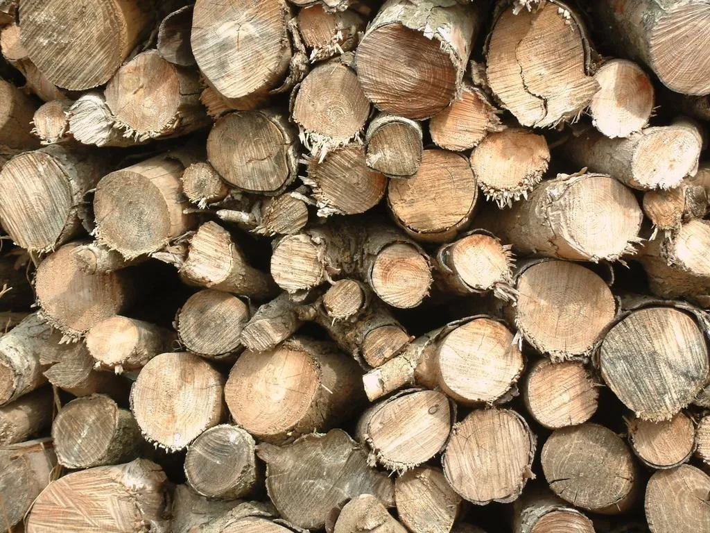 Cómo se produce la madera de pino Cómo se produce la madera de pino