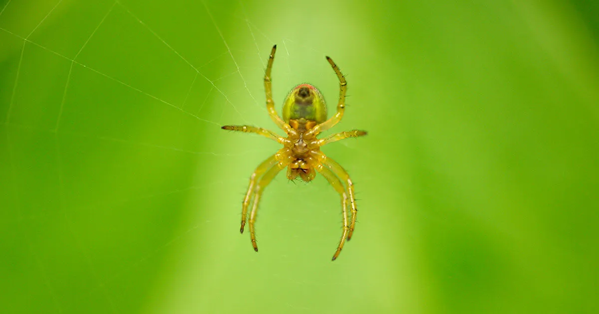 Cuántas patas tiene una araña Cuántas patas tiene una araña